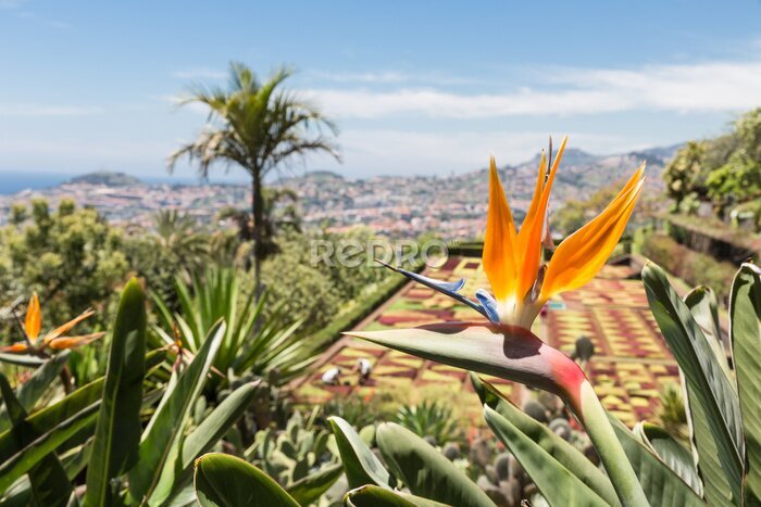 Papier peint  Strelitzia in Botanical garden of Funchal at Madeira Island