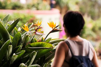 Papier peint  strelitzia in botanical garden of Funchal in  Madeira Island