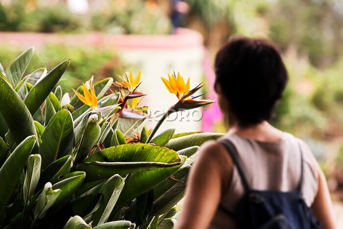 Papier peint  strelitzia in botanical garden of Funchal in  Madeira Island