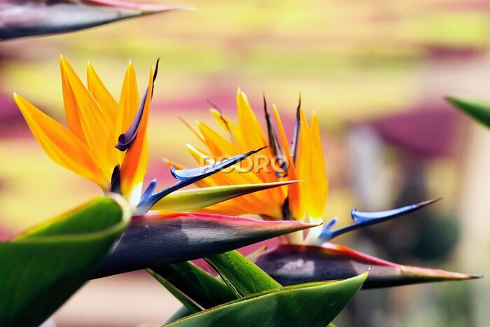Papier peint  strelitzia in botanical garden of Funchal in  Madeira Island