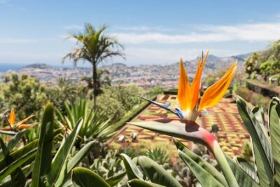 Papier peint  Strelitzia in Botanical garden of Monte at Funchal , Madeira Island