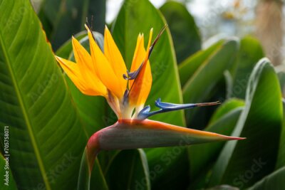 Papier peint  strelitzia in the botanical garden of funchal