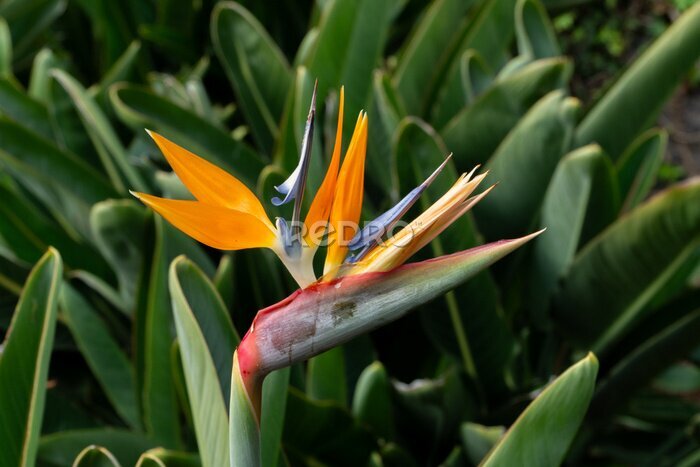 Papier peint  strelitzia in the botanical garden of funchal