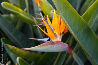 Papier peint  Strelitzia in the tropical botanical garden of Portugal