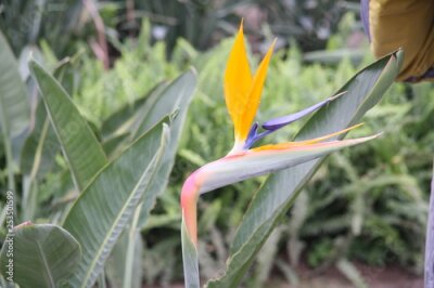 Papier peint  Strelitzia in tropic garden