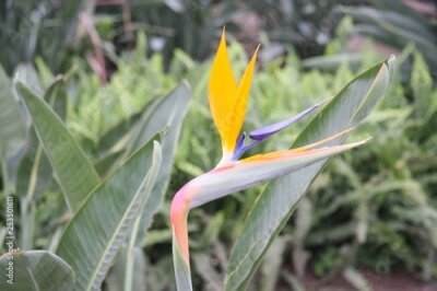Papier peint  Strelitzia in tropic garden
