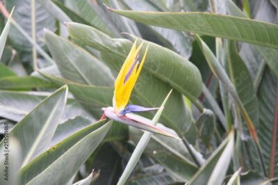 Papier peint  Strelitzia in tropic garden