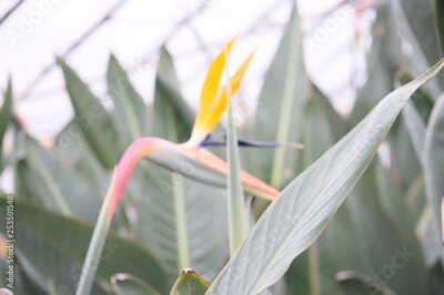 Papier peint  Strelitzia in tropic garden