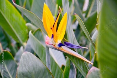 Papier peint  Strelitzia in tropic garden