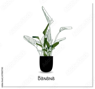 Papier peint  Strelitzia. Indoor banana. Indoor potted plant isolated on white background. Home flowers clipart.