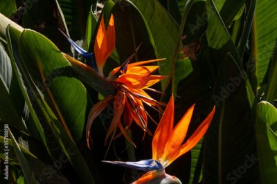 Papier peint  Strelitzia is a genus of five species of perennial plants