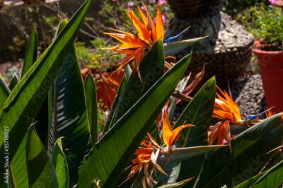 Papier peint  Strelitzia is a genus of five species of perennial plants