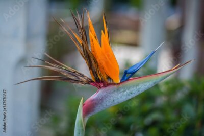 Papier peint  Strelitzia is a genus of five species of perennial plants, native to South Africa. Bird of paradise. 

