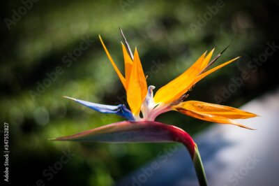 Papier peint  Strelitzia is a genus of five species of perennial plants, native to South Africa. Bird of paradise. 
