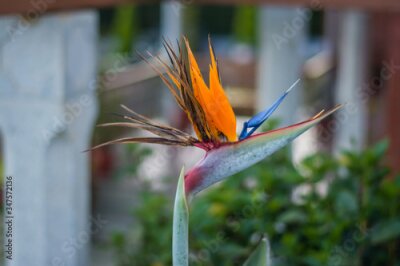 Papier peint  Strelitzia is a genus of five species of perennial plants, native to South Africa. Bird of paradise. 
