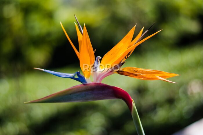 Papier peint  Strelitzia is a genus of five species of perennial plants, native to South Africa. Bird of paradise. 
