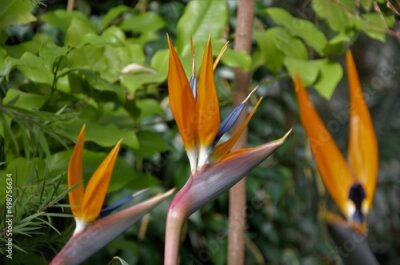 Papier peint  Strelitzia is a herbaceous perennial beautiful unusual plant. Interesting orange flower as a bird of paradise