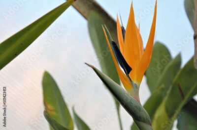 Papier peint  Strelitzia is a herbaceous perennial beautiful unusual plant. Interesting orange flower as a bird of paradise