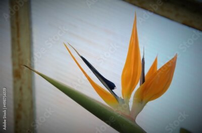 Papier peint  Strelitzia is a herbaceous perennial beautiful unusual plant. Interesting orange flower as a bird of paradise