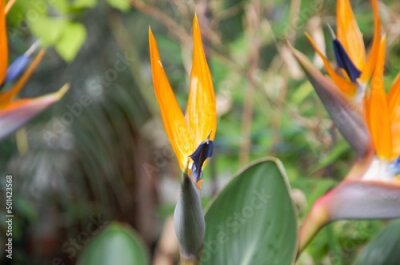 Papier peint  Strelitzia is a herbaceous perennial beautiful unusual plant. Interesting orange flower as a bird of paradise