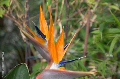 Papier peint  Strelitzia is a herbaceous perennial beautiful unusual plant. Interesting orange flower as a bird of paradise