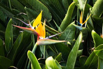 Papier peint  Strelitzia is a royal flower, tropical flower in Vietnam, Asia. Natural background.