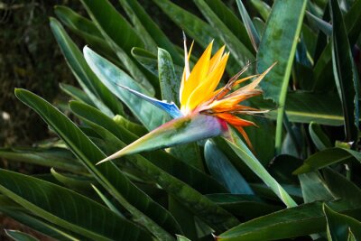 Papier peint  Strelitzia is a royal flower, tropical flower in Vietnam, Asia. Natural background.
