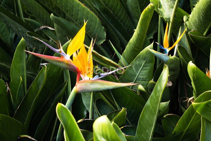 Papier peint  Strelitzia is a royal flower, tropical flower in Vietnam, Asia. Natural background.