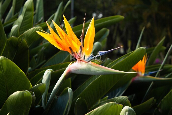 Papier peint  Strelitzia is a royal flower, tropical flower in Vietnam, Asia. Natural background.