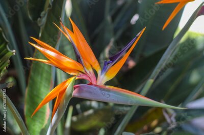 Papier peint  Strelitzia is an ornamental plant native to South Africa. Photo taken on the island of Crete in Greece.