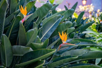 Papier peint  Strelitzia is bird of paradise flower