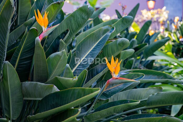 Papier peint  Strelitzia is bird of paradise flower