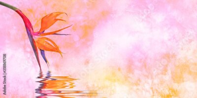 Papier peint  Strelitzia isolated isolated on white background