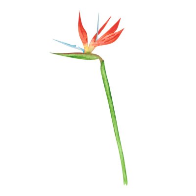 Papier peint  Strelitzia isolated on a white background. Watercolor bird of paradise flower illustration. Exotic garden clipart. Hand-drawn tropical floral object. Colorful strelitzia blossom print.