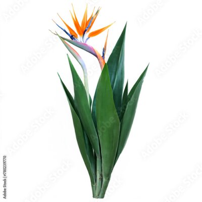 Papier peint  Strelitzia isolated on transparent background