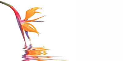 Papier peint  Strelitzia isolated on white background