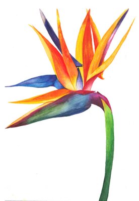 Papier peint  Strelitzia isolated on white background