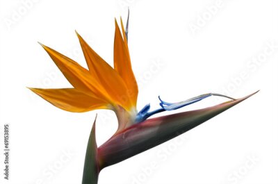 Papier peint  Strelitzia isolé sur fond blanc