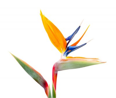 Papier peint  Strelitzia, isolé sur fond blanc
