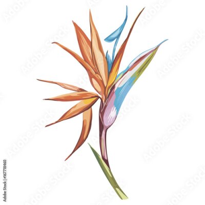 Papier peint  Strelitzia isolé sur fond blanc. Ensemble tropical, objet d'esquisse d'aquarelle. EPS 10