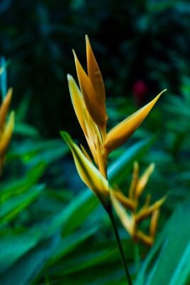 Papier peint  Strelitzia jaune