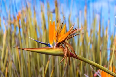 Papier peint  Strelitzia juncea, or narrow-leaved bird of paradise flower close up