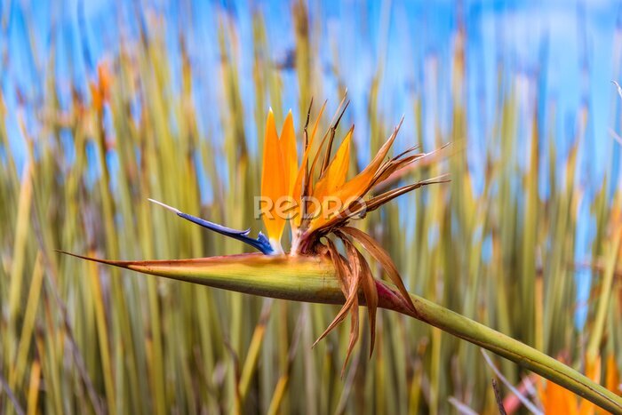 Papier peint  Strelitzia juncea, or narrow-leaved bird of paradise flower close up