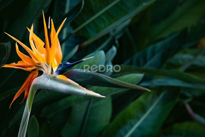 Papier peint  Strelitzia juncea, the rush-leaved strelitzia or narrow-leaved bird of paradise flower close up. Strelitzia juncea flowerring plant with blooming head