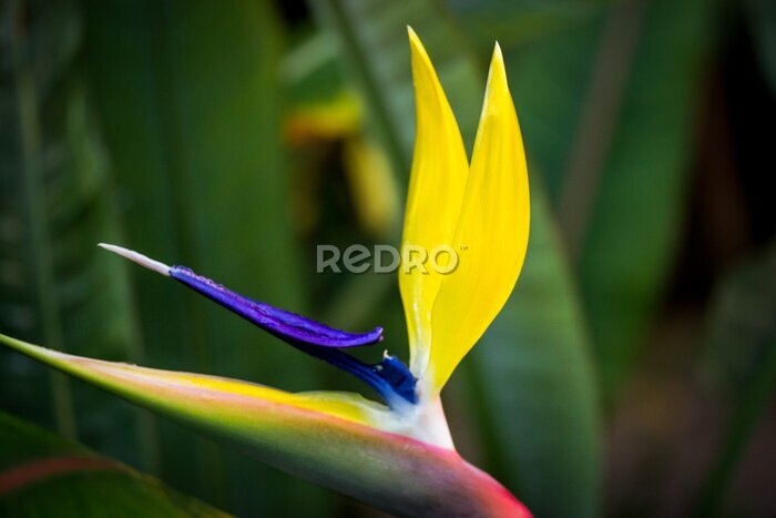 Papier peint  Strelitzia juncea yellow exotic tropical wild flower. Bird of paradise blossom.