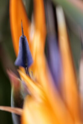Papier peint  Strelitzia - le nom commun du genre est la fleur de l'oiseau du paradis