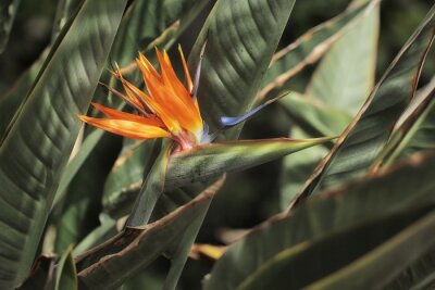 Papier peint  Strelitzia - le nom commun du genre est la fleur de l'oiseau du paradis