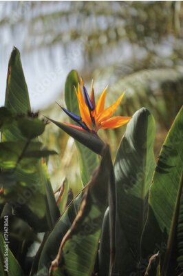 Papier peint  Strelitzia - le nom commun du genre est la fleur de l'oiseau du paradis