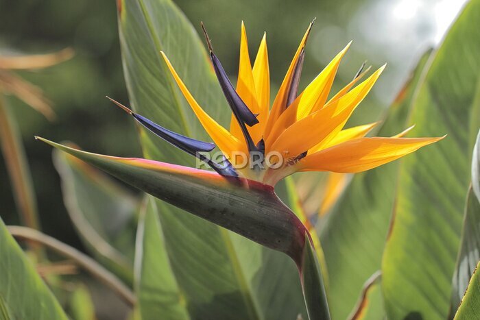 Papier peint  Strelitzia - le nom commun du genre est la fleur de l'oiseau du paradis