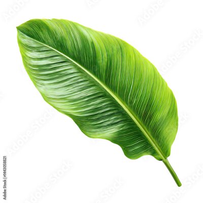 Papier peint  Strelitzia leaf isolate, Vibrant bird of paradise tropical leaf isolated, colorful exotic bird of paradise tropical leaf, lush fresh bird of paradise tropical leaf
